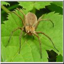 Pisaura mirabilis - Listspinne 01.jpg